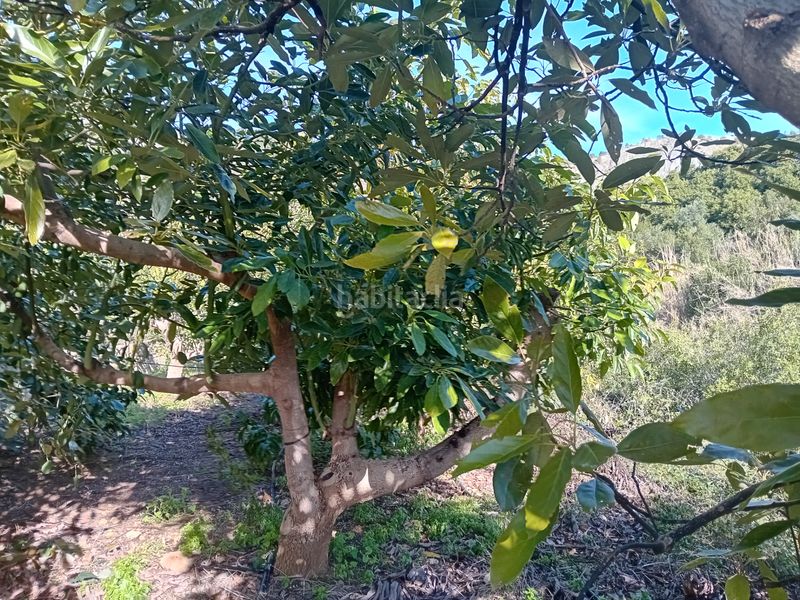 Foto 8e1d09b1-efd5-4c5f-961e-fa035936f497. Finca rústica a Yunquera