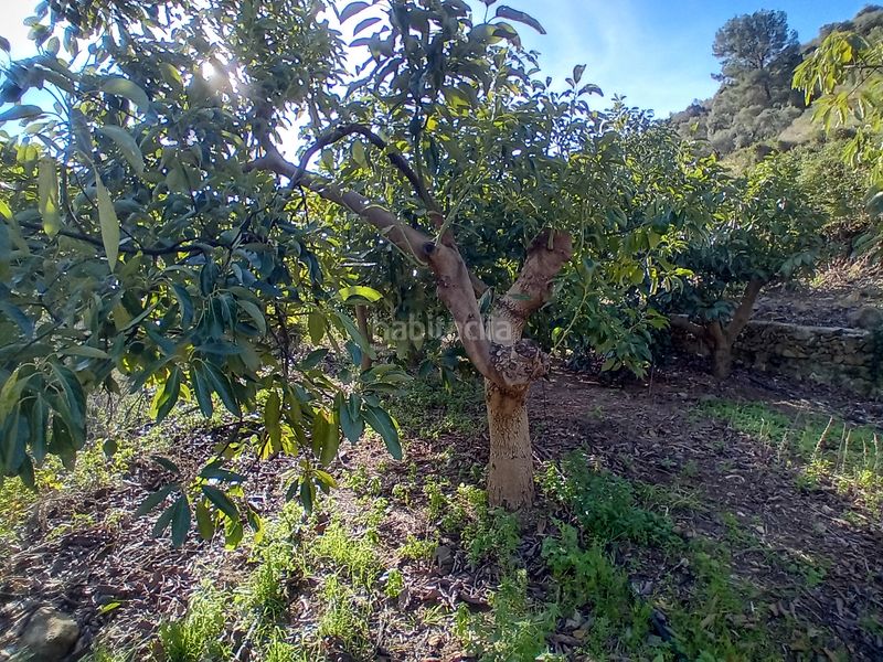 Foto a5446203-6275-4825-b3b6-37bcb6fac028. Finca rústica a Yunquera