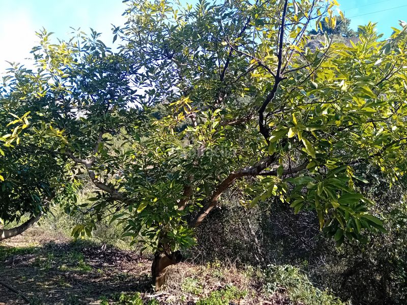 Foto a57df5b6-6f45-4170-a10a-166e57cc80a8. Finca rústica a Yunquera
