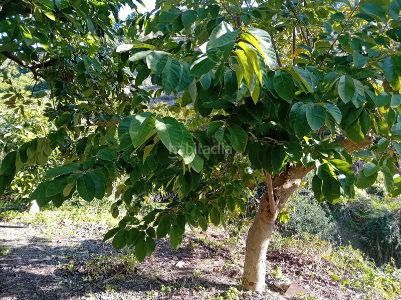 Foto acdbff11-2b19-41b8-9294-69cbd4eed76d. Finca rústica a Yunquera