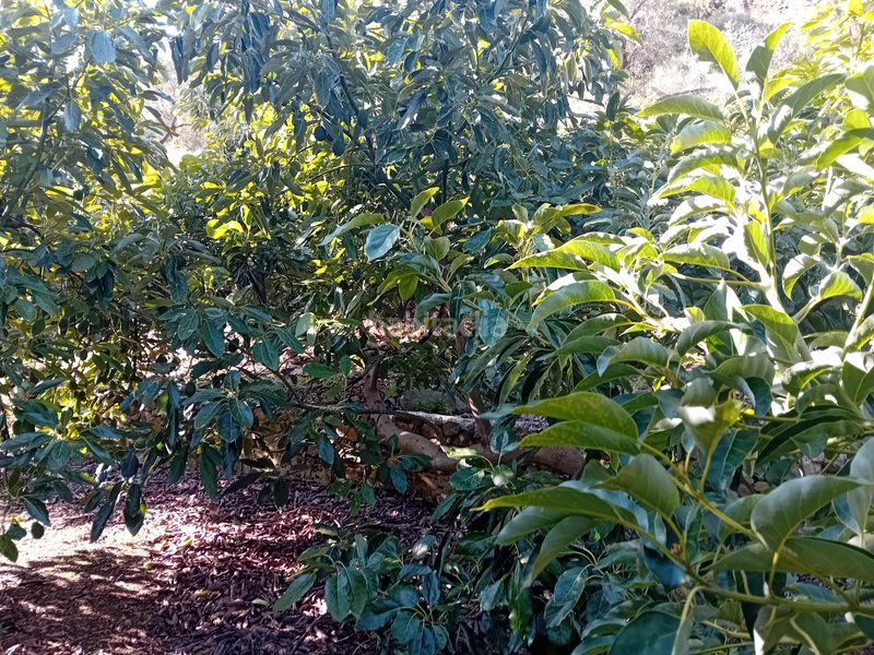 Foto af8f17d2-99d6-4d60-89b7-a83ddc1df7f5. Finca rústica a Yunquera