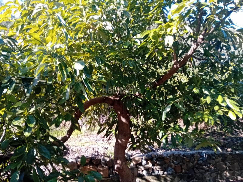 Foto b92df041-db63-4780-9858-d8ce16b95dd8. Finca rústica a Yunquera