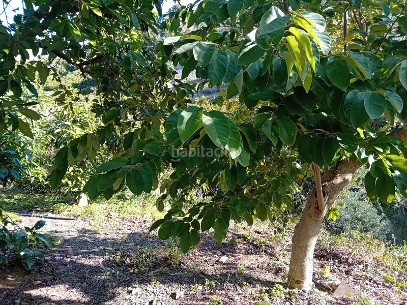 Foto dcf4c2c0-3fec-405d-9cf0-8d13065e0e70. Finca rústica a Yunquera