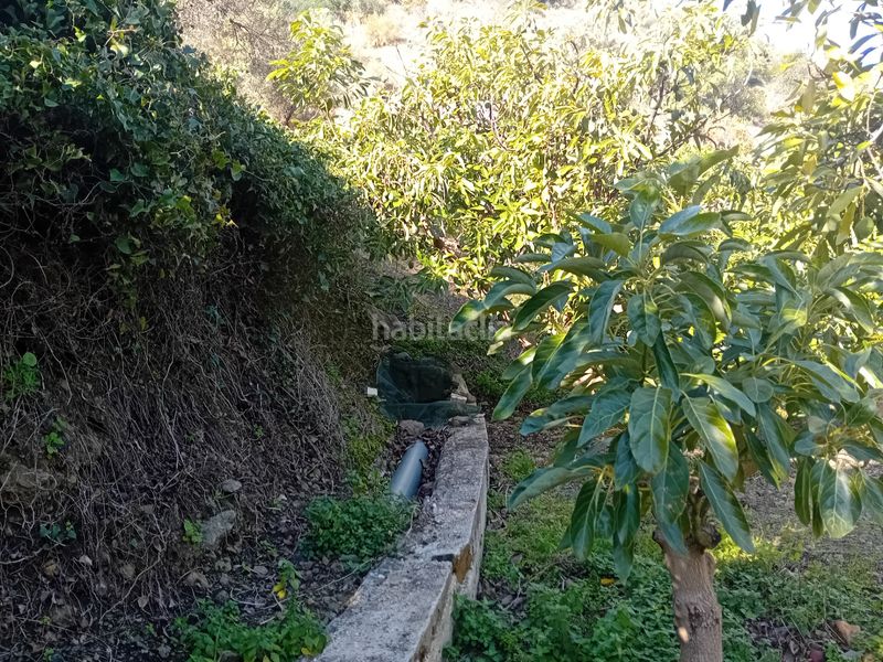 Foto eed0841d-6c74-4513-b224-0e2068c81eef. Finca rústica a Yunquera