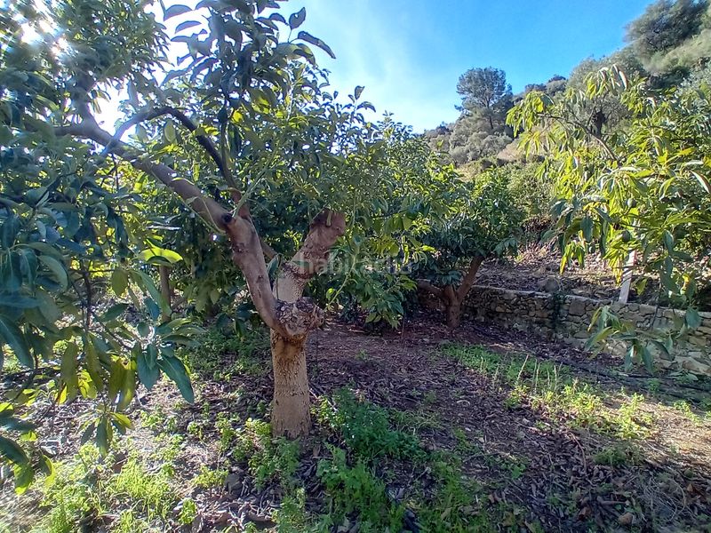 Foto f9a3f9ae-4311-4e9f-bbec-934299a67292. Finca rústica a Yunquera