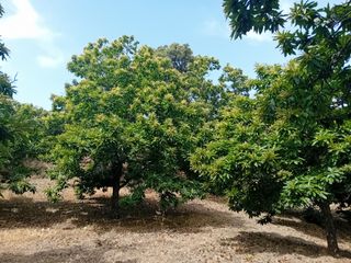 Rural plot in Yunquera. Finca de castaños