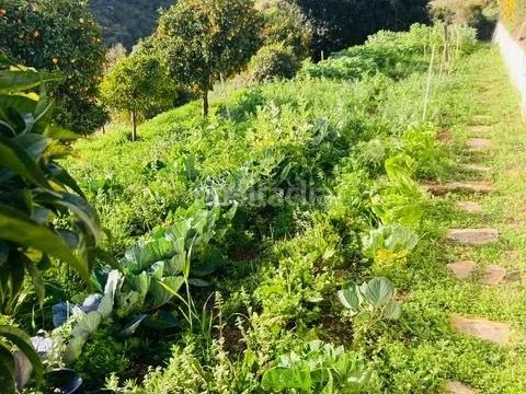 Foto 0f7439d5-c3ab-4b68-b5b3-288c662a9ba5. Masia amb xemeneia a Tolox