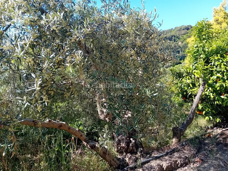 Foto 385fd795-8b67-47f2-a535-7f2798f8169c. Masia a Yunquera