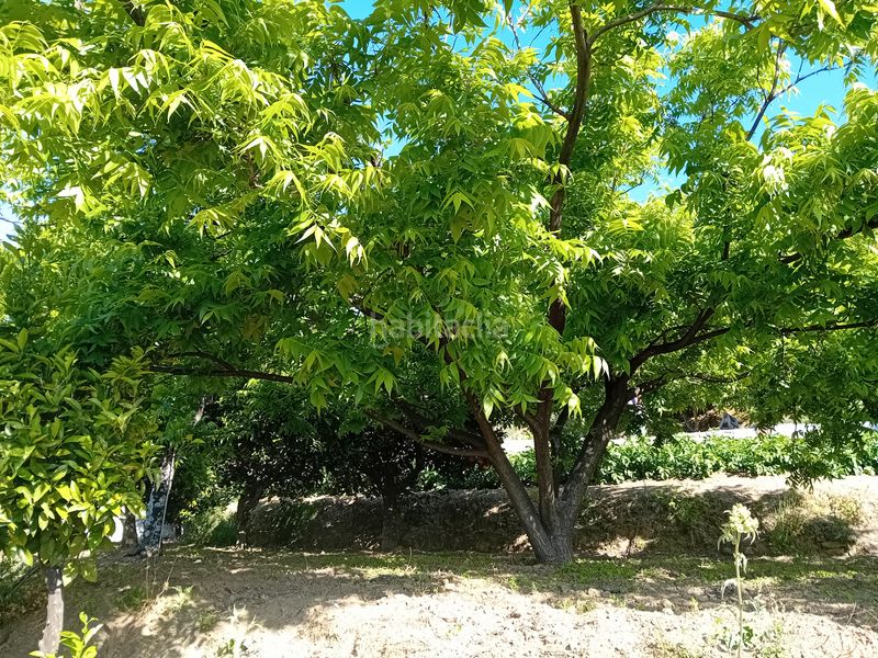 Foto 4c672612-0cfe-4011-bff3-b16c60bec8ea. Masia a Yunquera