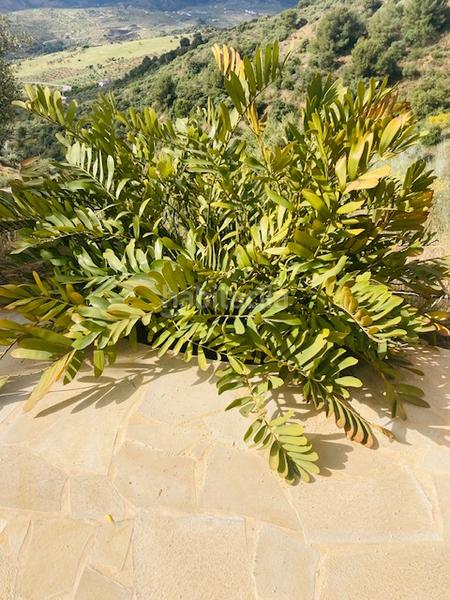 Foto 88342c58-3de8-4dfb-b378-8076ead3237e. Edifici amb piscina a Alozaina