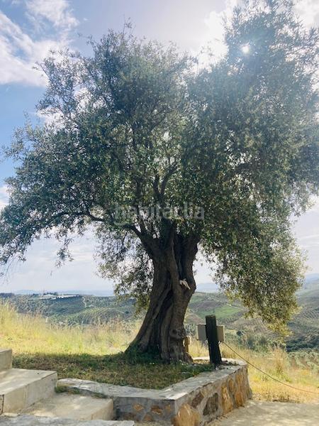 Foto e6a2e6f1-9e0f-43b0-8477-83f4131d4b87. Edifici amb piscina a Alozaina