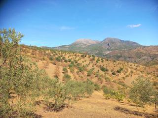 Finca rústica a Tolox. Fantástica finca en tolox, sierra de las nieves