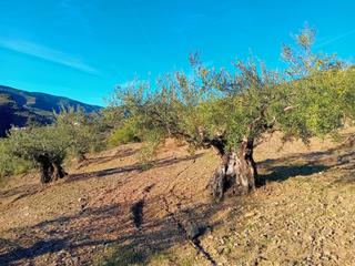 Finca rústica a Tolox. Fantástico olivar en la sierra de las nieves