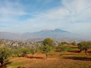Finca rústica a Tolox. Fantástico olivar en la sierra de las nieves