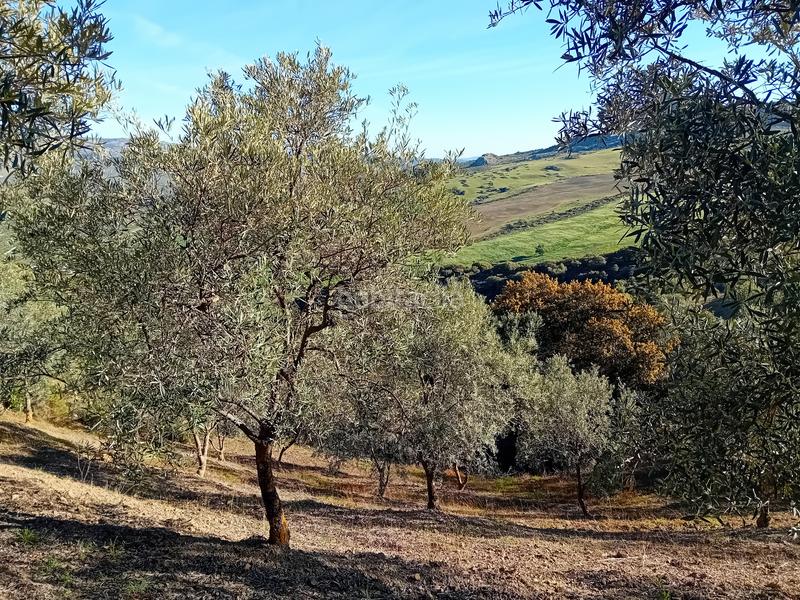 Foto 692d40ff-e141-4936-b3db-a0aebfd1582e. Finca rústica a Yunquera