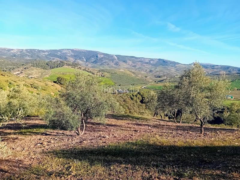 Foto dc0ca936-e83a-4f33-9206-3244b80d4e53. Finca rústica a Yunquera