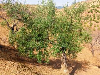 Finca rústica a Tolox. Terreno de olivos en venta - 5.173 m² con excelentes vistas y ac