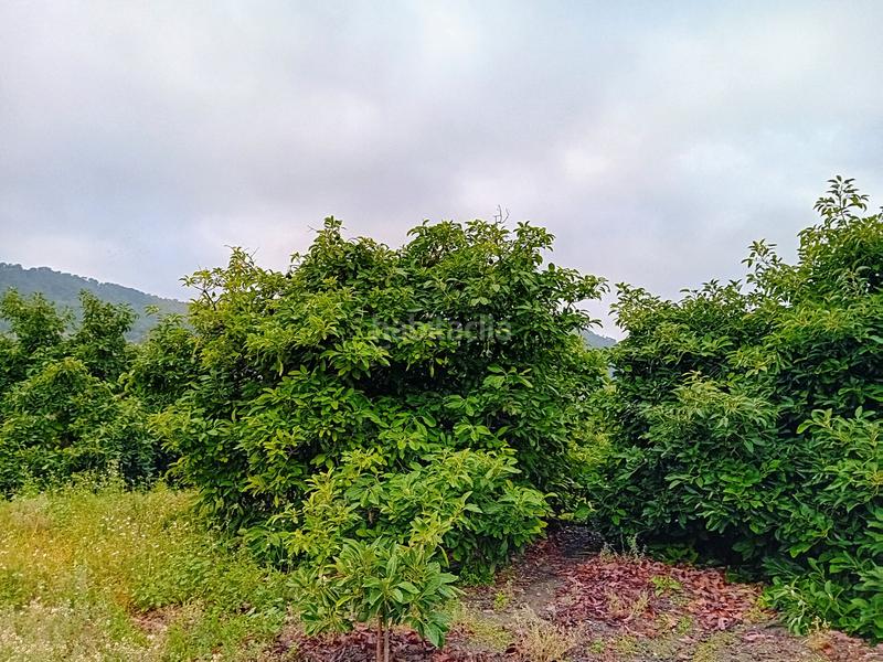 Foto 0da4e940-c98b-4541-8b02-1a28e79f55dc. Finca rústica a Yunquera