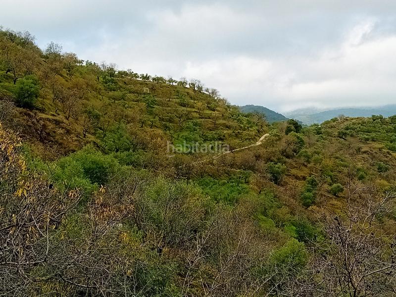 Foto 23551e35-1c9e-41b2-a742-f889ee161b78. Finca rústica a Yunquera