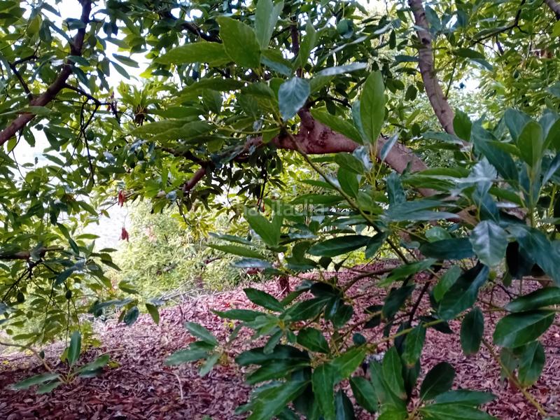 Foto 3f3c09a8-b18f-4735-bfdc-496228b11fd9. Finca rústica a Yunquera