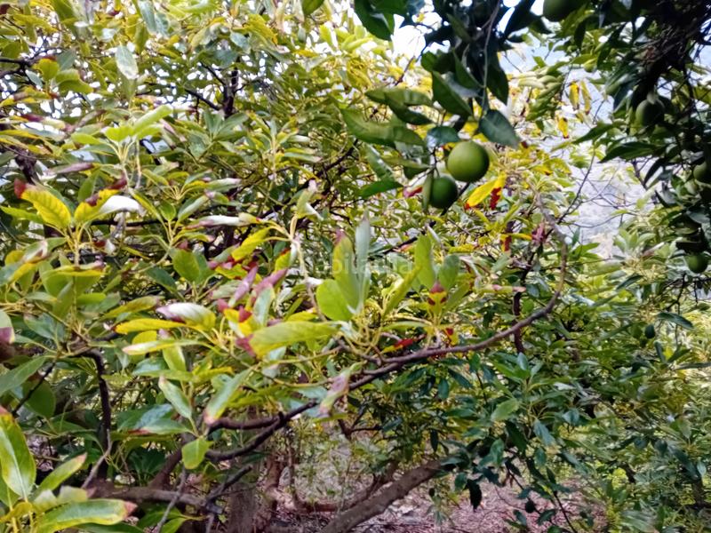 Foto 4241fb62-3836-402f-8710-0e32fd029ff9. Finca rústica a Yunquera