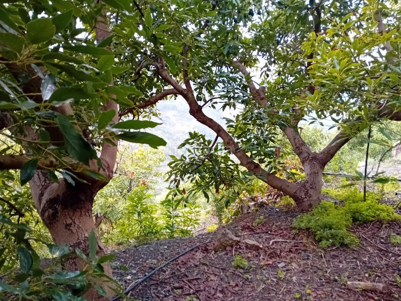 Foto 6a0f0e2f-6b63-492d-a35a-2f5d7a9db280. Finca rústica a Yunquera