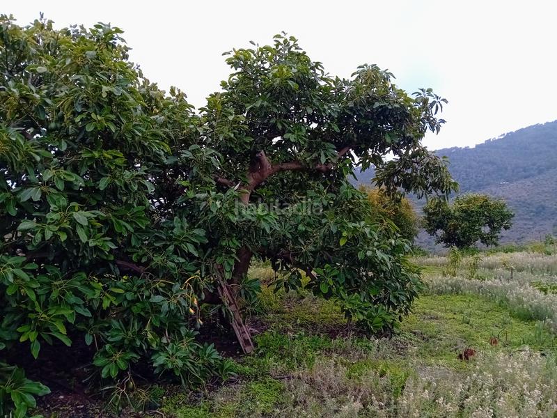 Foto 8768aaf0-05e3-4d51-8fd5-5a178870370e. Finca rústica a Yunquera