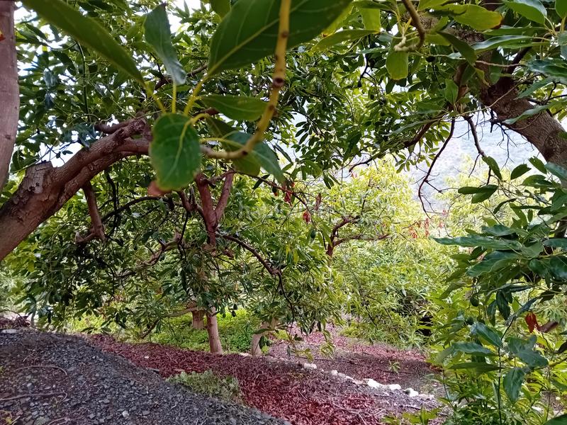 Foto 9ac0c91e-7686-47ef-9559-54b3f70450dc. Finca rústica a Yunquera