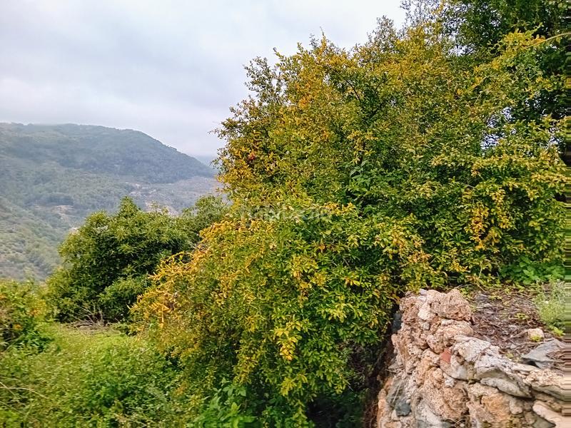 Foto a52abd74-5484-4d3b-ba3c-6d90f920bfcc. Finca rústica a Yunquera