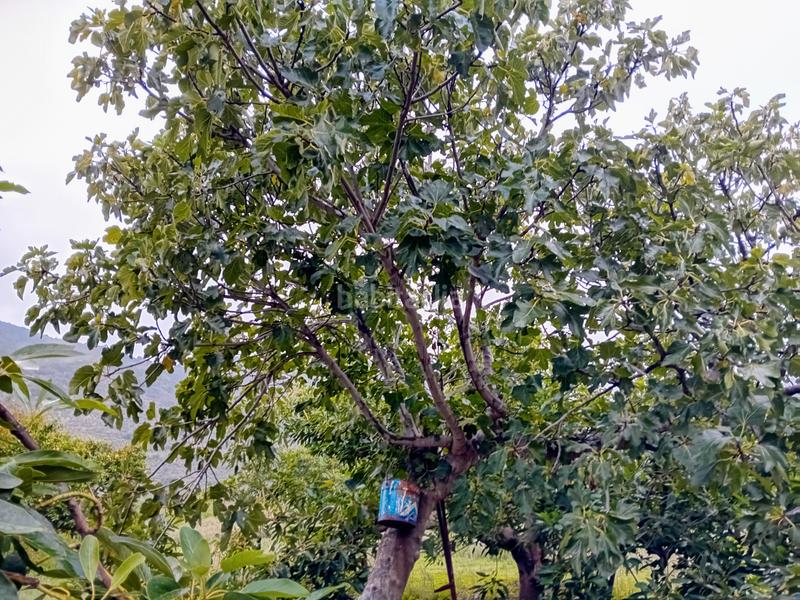 Foto e611b5d0-246c-4b30-a631-2b7f856e4d26. Finca rústica a Yunquera