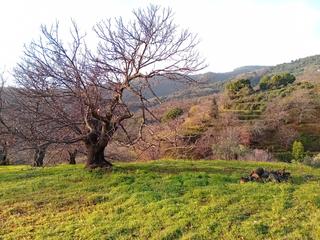 Finca rústica a Yunquera. ¡claro! aquí va otra opción con un enfoque distinto:  finca de c