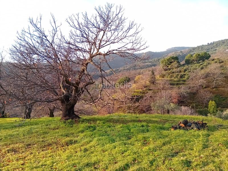 Foto e92a5c21-76bd-4ada-9654-740a3aa2b611. Finca rústica a Yunquera