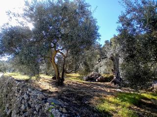 Finca rústica a Yunquera. Sese  vende olivar en el parque nacional sierra de las nieves, y