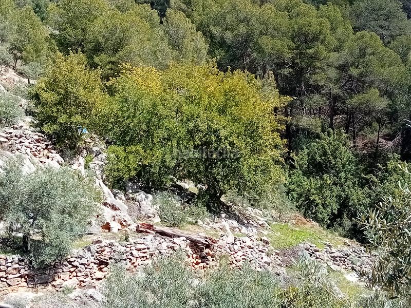 Foto 279698ab-ff6e-4c84-bc21-8cd1b3d26725. Fondo rustico in Alozaina