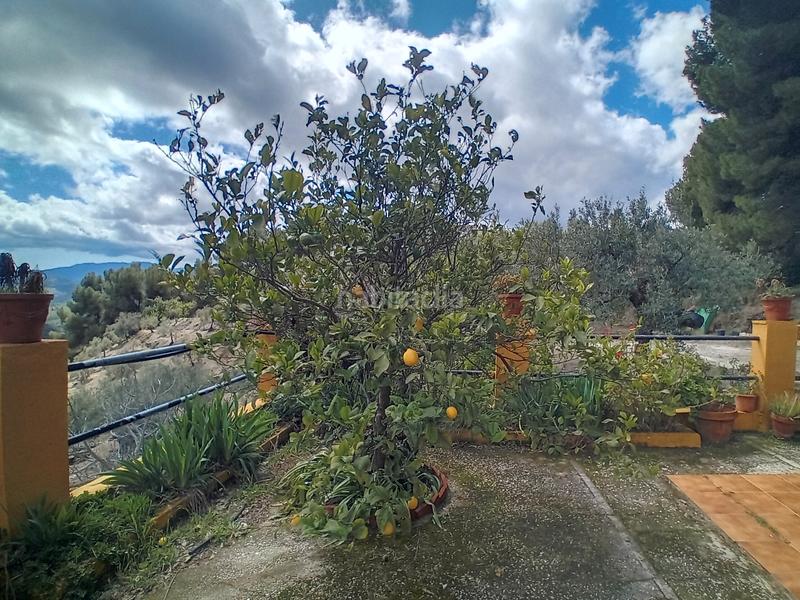 Foto 5623719a-ea09-4dc6-b6ba-ec6f013620d1. Fondo rustico in Alozaina