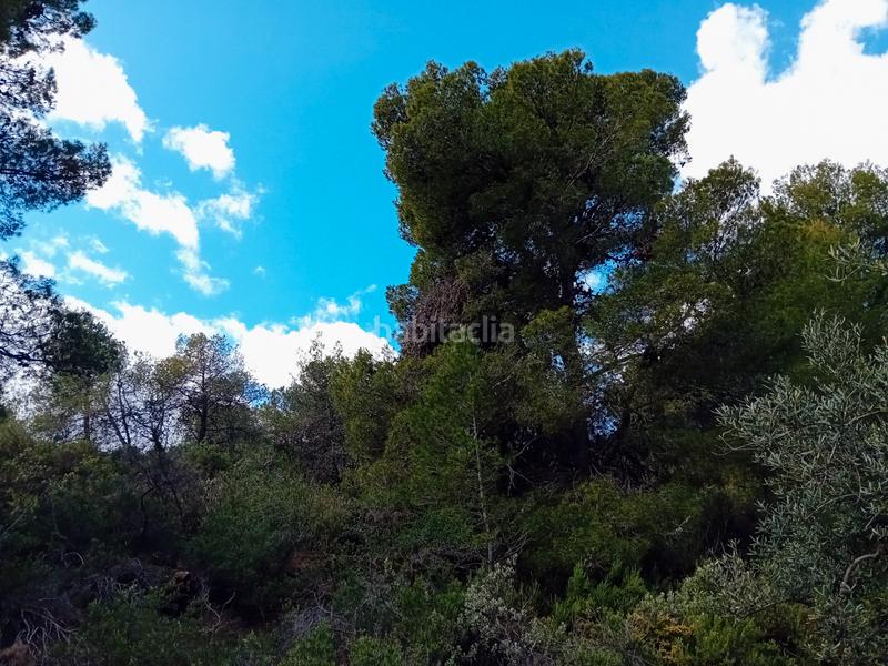 Foto 91f86ecc-a4ce-442a-a85d-820b987c247c. Fondo rustico in Alozaina