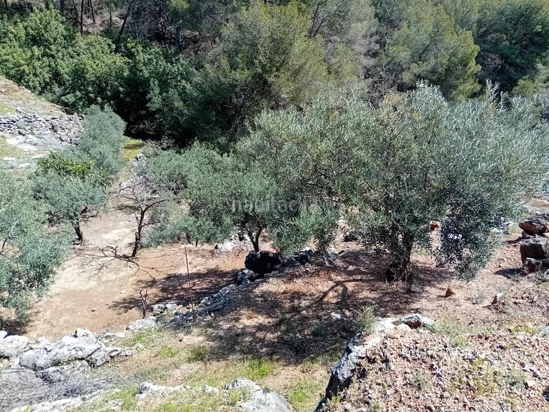 Foto dfa0b081-3d60-4ef9-ac76-6fb62dbebc3e. Fondo rustico in Alozaina