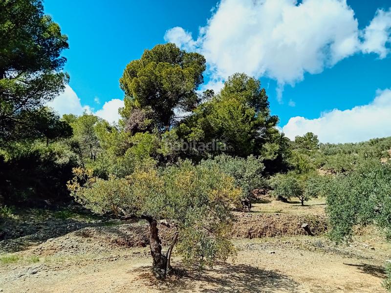 Foto f6ed7efa-b957-4421-ba2e-764ee6f264c8. Fondo rustico in Alozaina