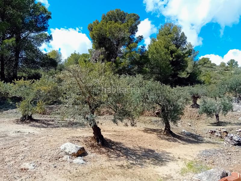 Foto fafeacc6-6fb3-4570-903e-0edbe0934ba7. Fondo rustico in Alozaina