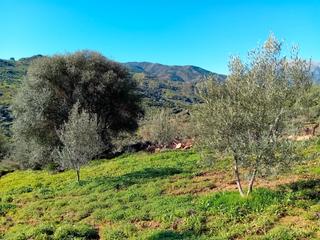 Finca rústica a Tolox. ?? olivar en venta entre guaro y tolox – 7.743 m² con buen acces