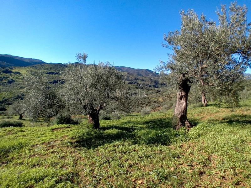 Foto df804ac7-b155-4e8a-bb00-59da91e547ef. Fondo rustico in Tolox