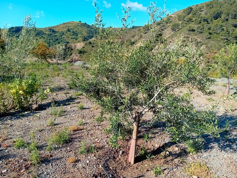 Foto 2795e866-3d46-4cd8-ab25-ddf3dfca18d9. Fondo rustico in Yunquera