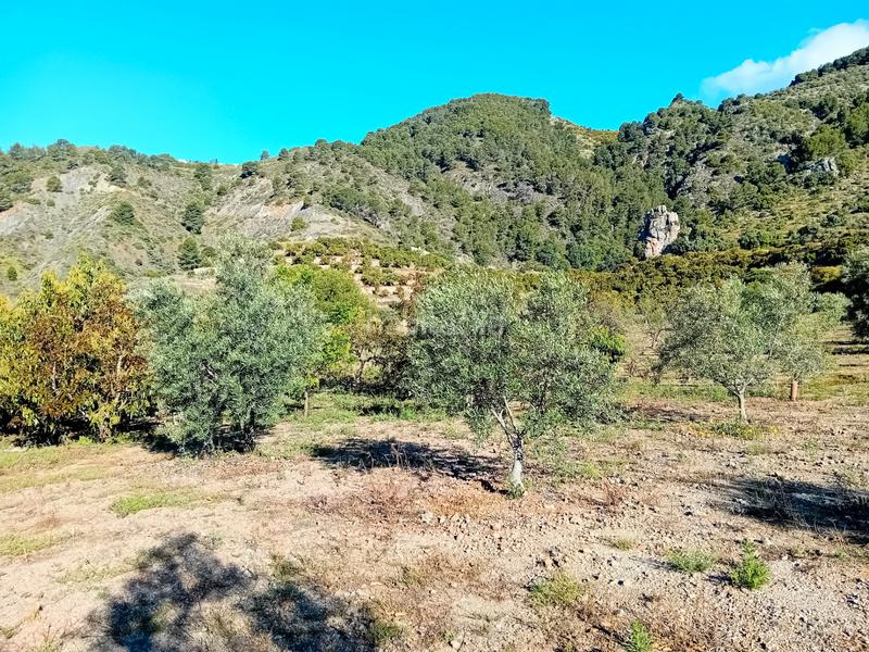 Foto 82740b16-6bff-4580-9738-4e4e14266cd6. Fondo rustico in Yunquera