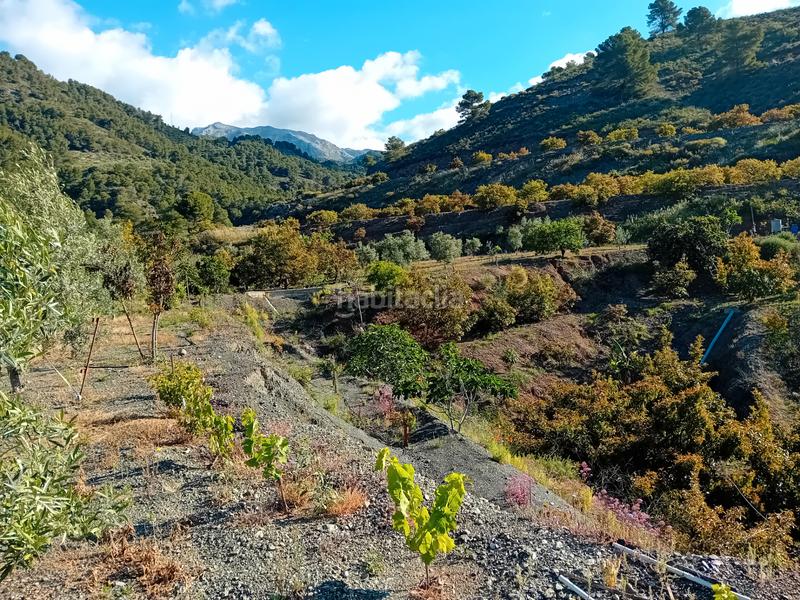 Foto fc6418d5-a0d9-4e40-a67a-5f5662b685fc. Fondo rustico in Yunquera