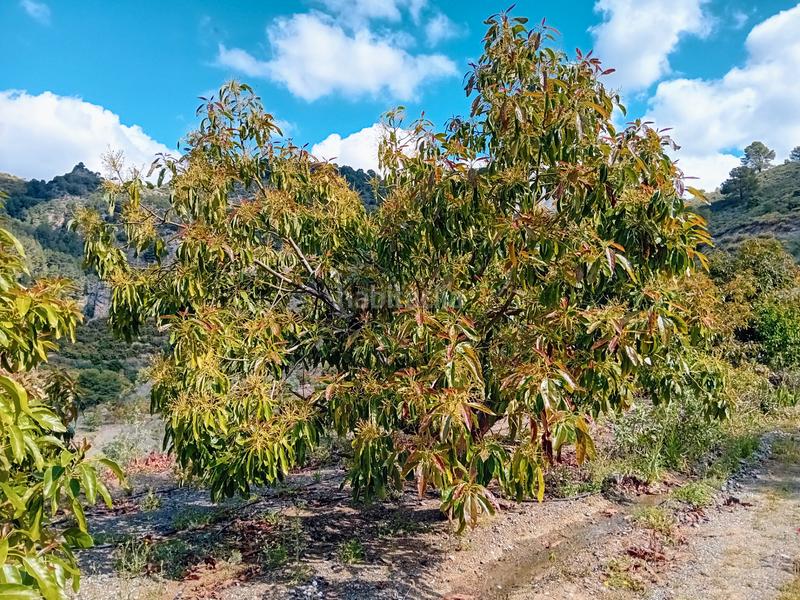 Foto 227015aa-463b-4c66-b815-b0ec03f1cbd0. Landgut in Yunquera