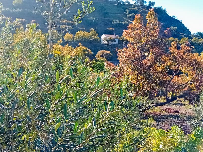 Foto 7429bbb6-0a18-4e41-b908-721f168e8a71. Landgut in Yunquera