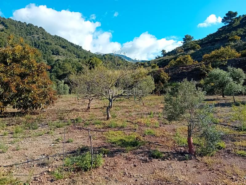 Foto 8d1ea2ba-ad2a-4c2c-92d5-271cdd9ba467. Landgut in Yunquera