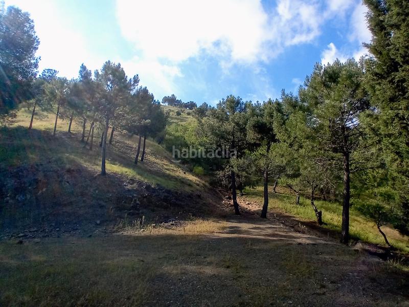 Foto 00784233-53d3-44c6-ab30-d3edd19b0c80. Fondo rustico in Monda