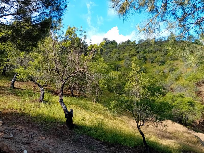 Foto 14333af1-fc65-43bb-90d3-0c3489157a97. Fondo rustico in Monda