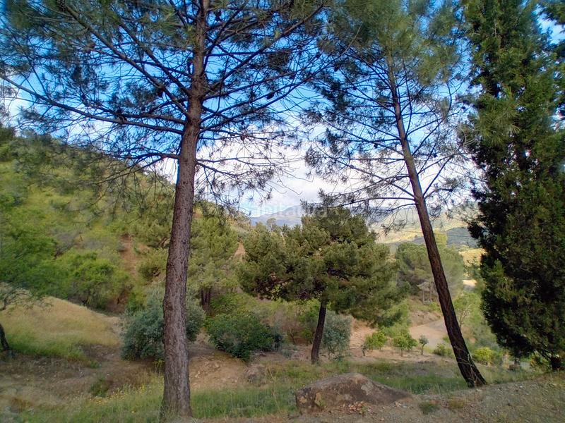 Foto 65382414-5043-434b-ad0e-80c745697528. Fondo rustico in Monda